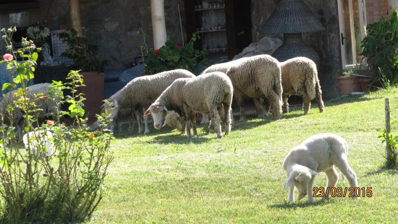 B&B Macchia D'Olmo Capaccio Exterior foto